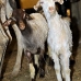 goat_giza_cai_v_0039_egy1141.jpg